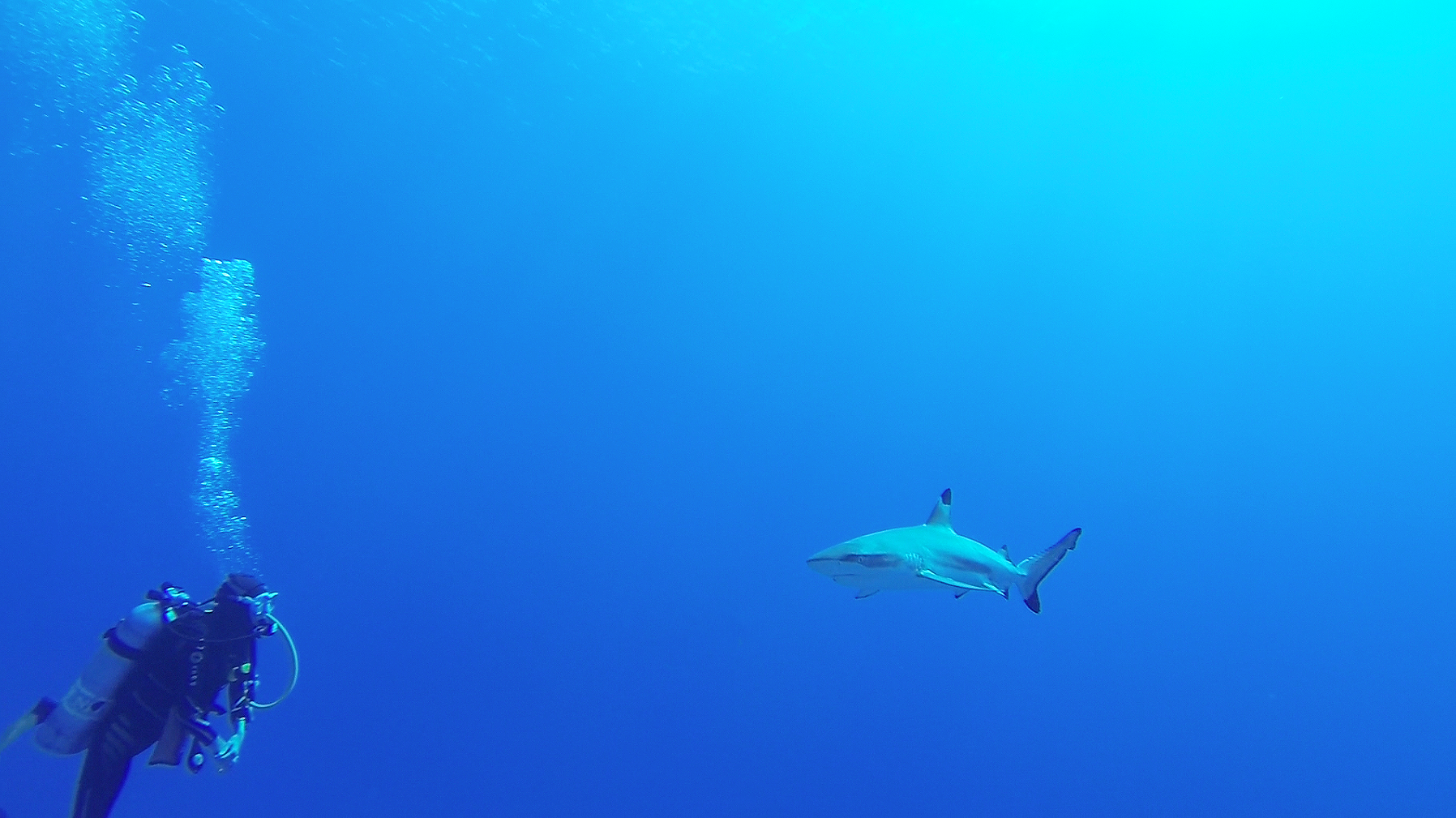 moorea-tahiti-shark-diver