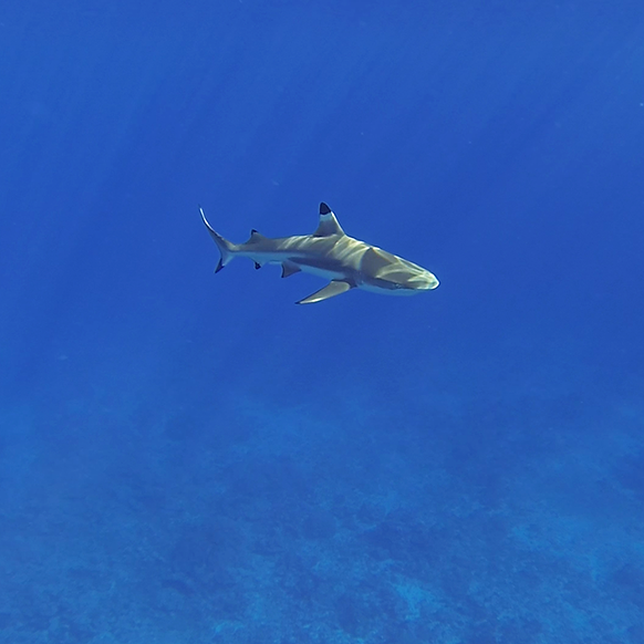 Tahiti Shark