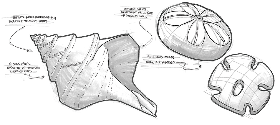 shells sketch